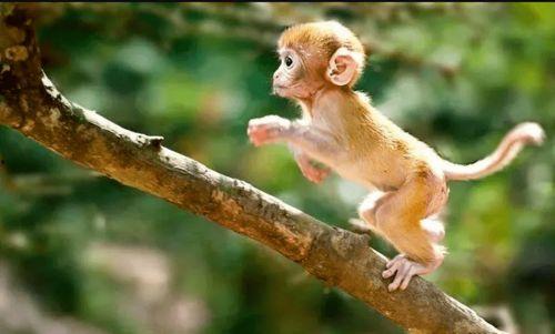 人与动物五码在线视频,人与动物五码互动揭秘